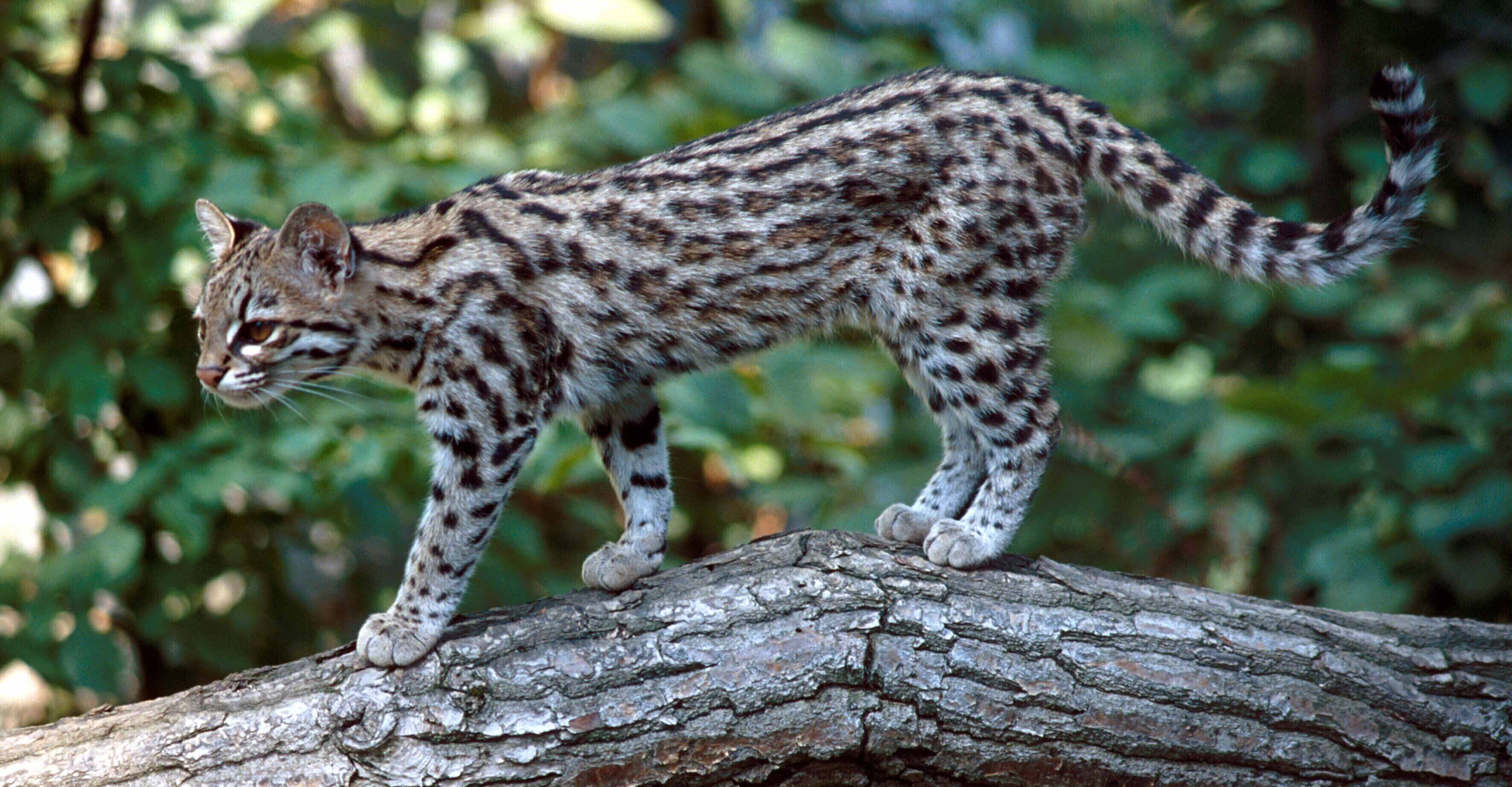 Dbon shkin Anden Tigerkatze in der Comarca Naso Tjër Di Panama