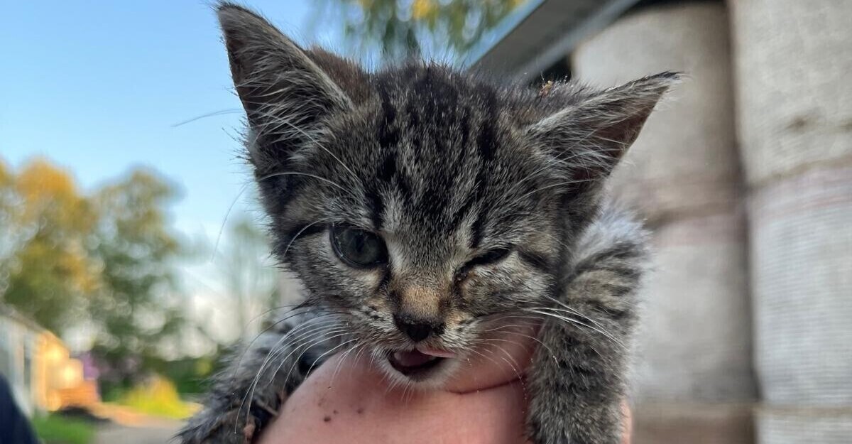 Schluss mit dem Katzenjammer Hilfe für Katzenbabys in Not