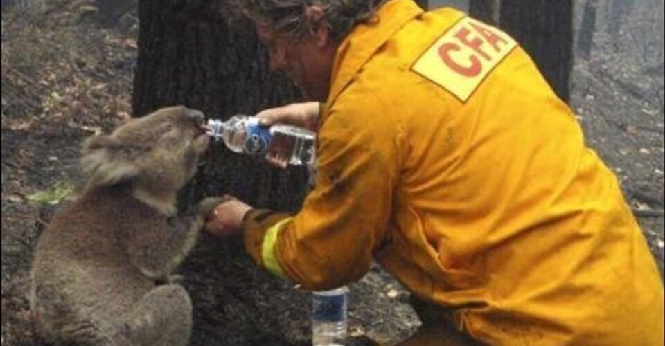 DerKc Spendenaktion für die Koalas in Australien von Der Kc: Unterstütze diese Spendenaktion