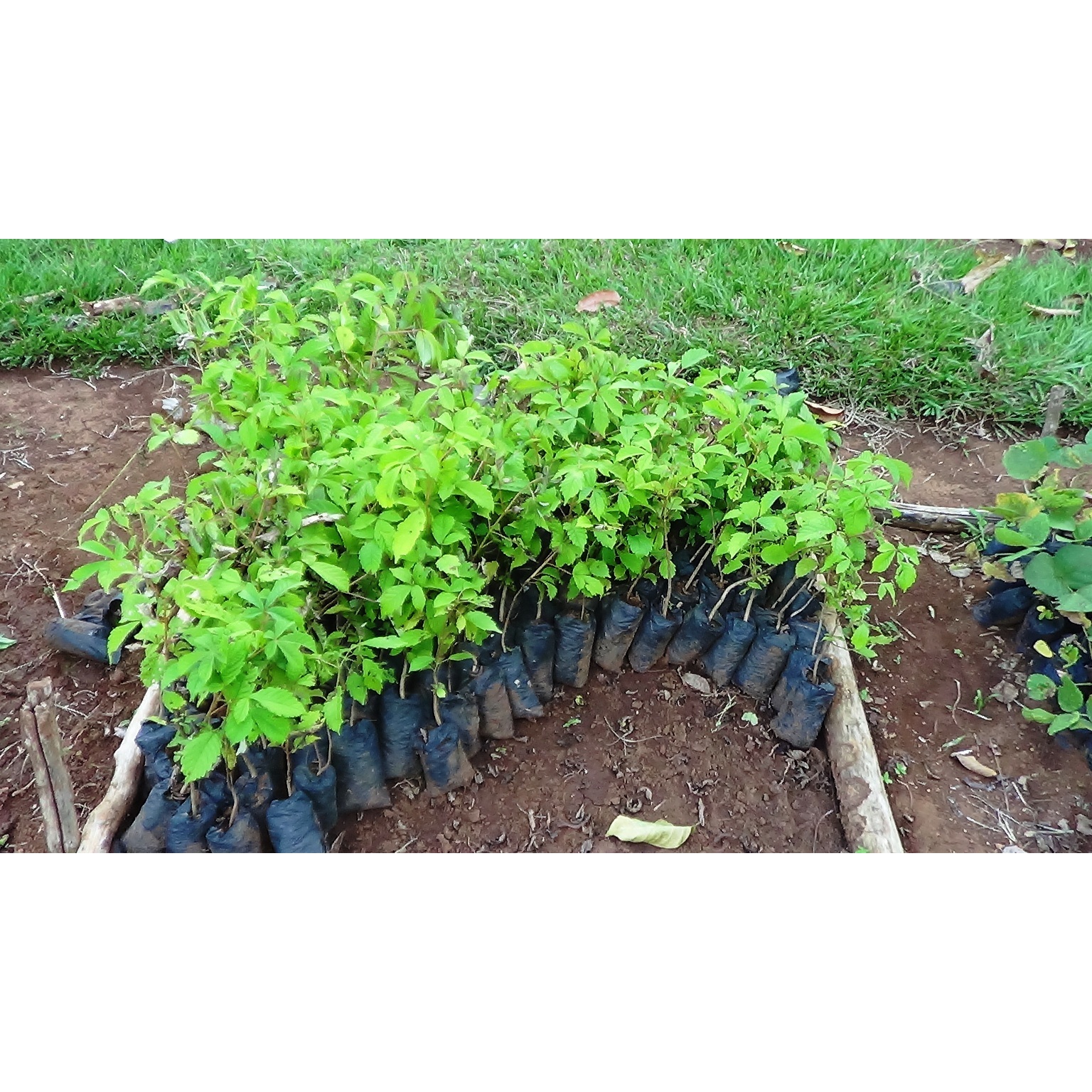 Trees for the Future and Agroforestry Organization Spende für unsere