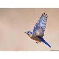 Blue Bird Info Solutions Donate To Our Organisation Betterplace Org