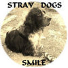 Stray Dogs Smile