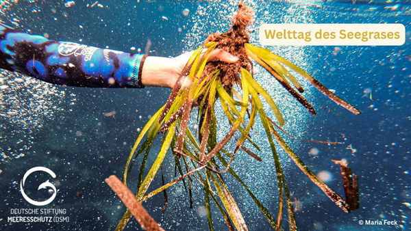 Deutsche Stiftung Meeresschutz - Rettet die Meere🌊 - 380846