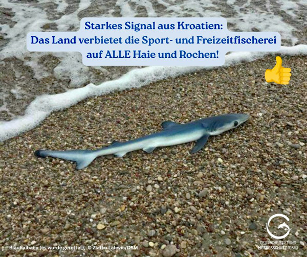 Deutsche Stiftung Meeresschutz - Rettet die Meere🌊 - 388804