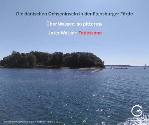 Deutsche Stiftung Meeresschutz - Rettet die Meere🌊 - 398248