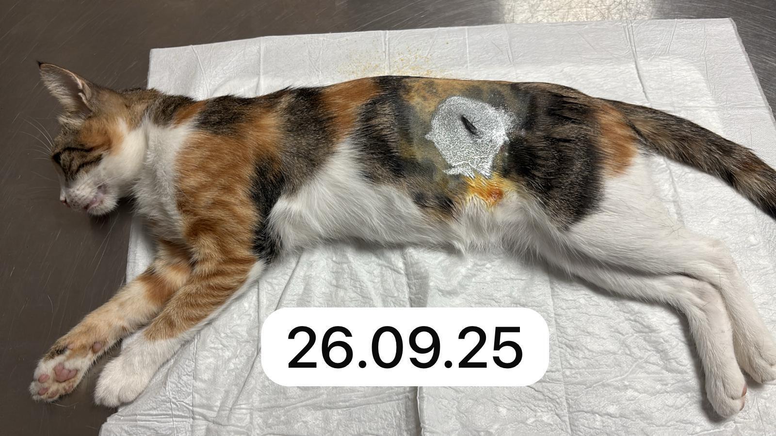 Tierhilfe 4-Happy-Paws e.V. - 373961