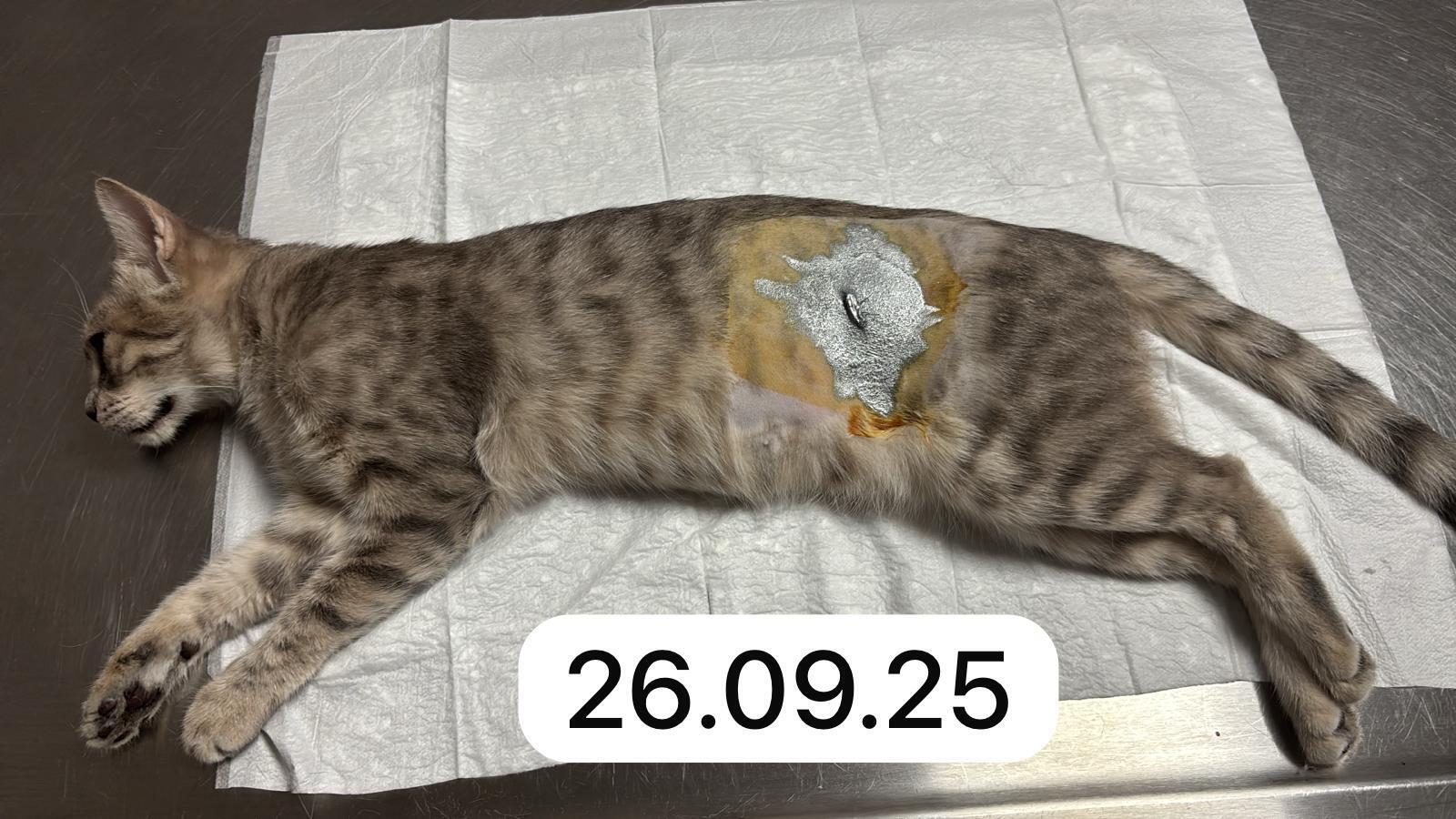 Tierhilfe 4-Happy-Paws e.V. - 373963