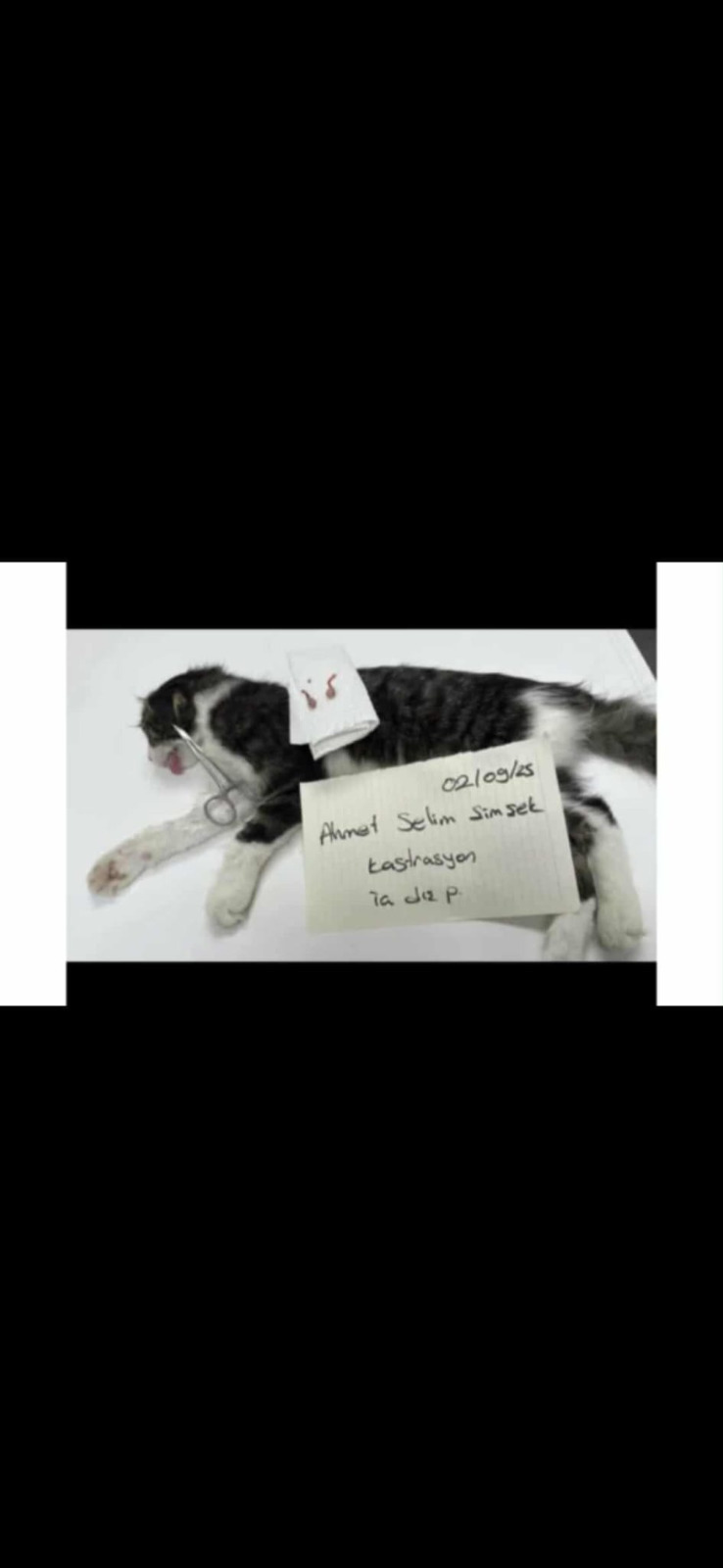 Tierhilfe 4-Happy-Paws e.V. - 373968