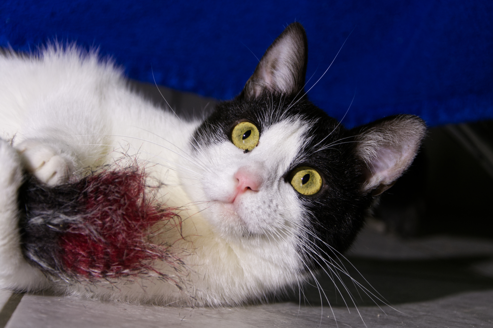Hilfe für notleidende, bedürftige Tiere der Tierhilfe Weiding e. V. - 314897