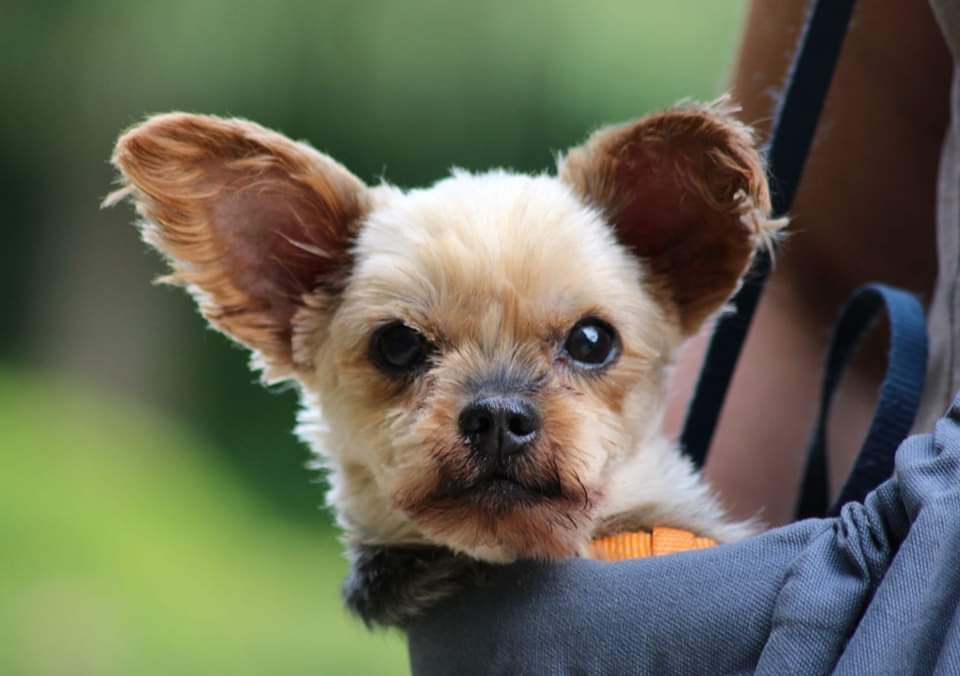 Hilfe für notleidende, bedürftige Tiere der Tierhilfe Weiding e. V. - 339266