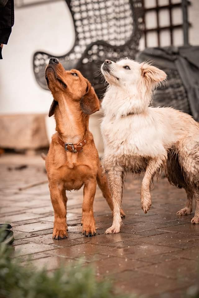 Hilfe für notleidende, bedürftige Tiere der Tierhilfe Weiding e. V. - 339268