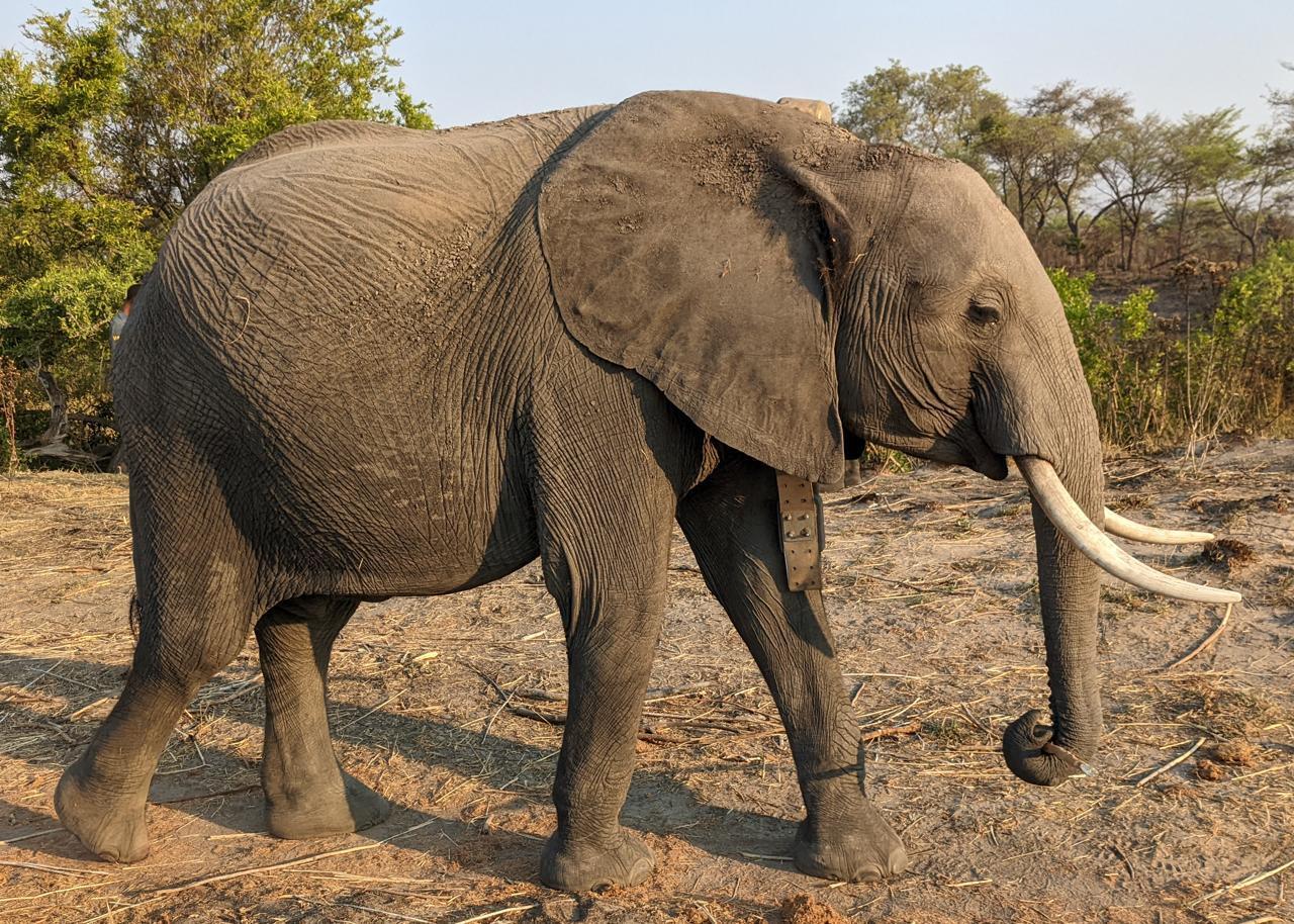 Hilf den Elefantenwaisen in Sambia! - 332872