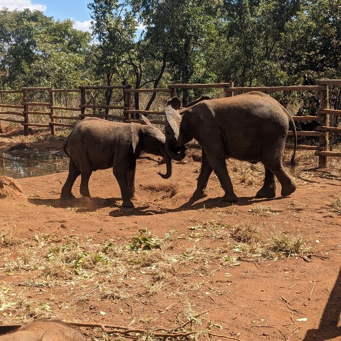 Hilf den Elefantenwaisen in Sambia! - 336749