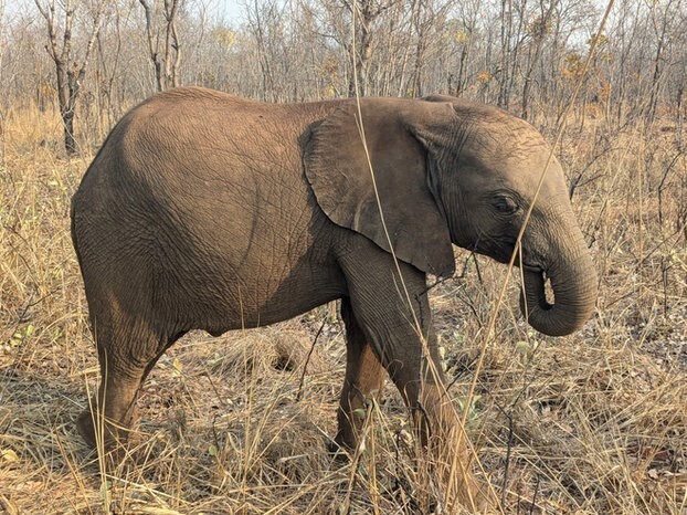 Hilf den Elefantenwaisen in Sambia! - 336750