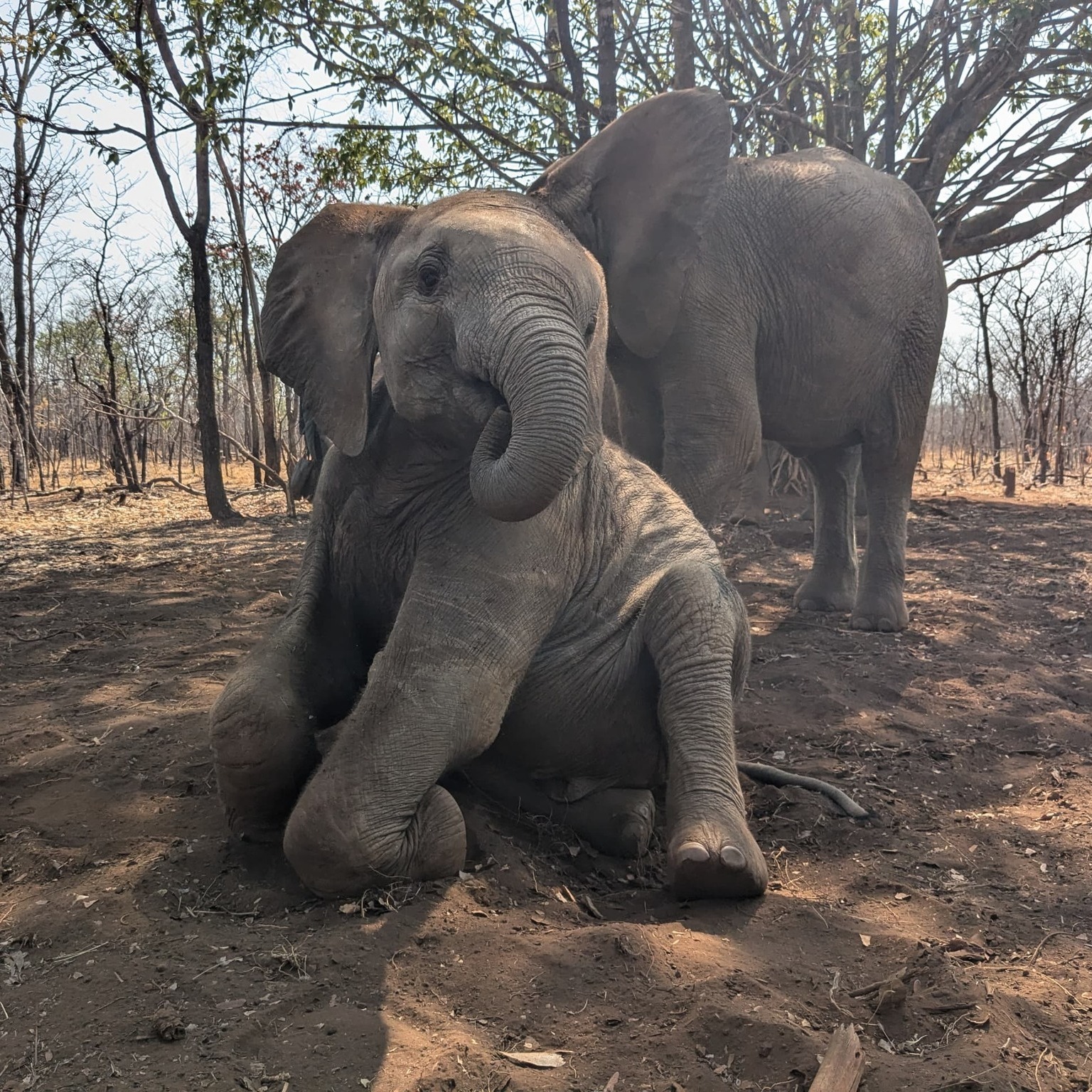 Hilf den Elefantenwaisen in Sambia! - 343785