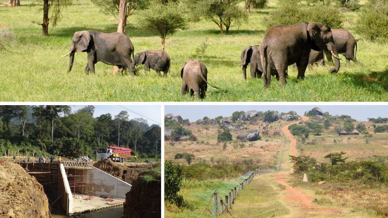 Hilf den Elefantenwaisen in Sambia! - 351873