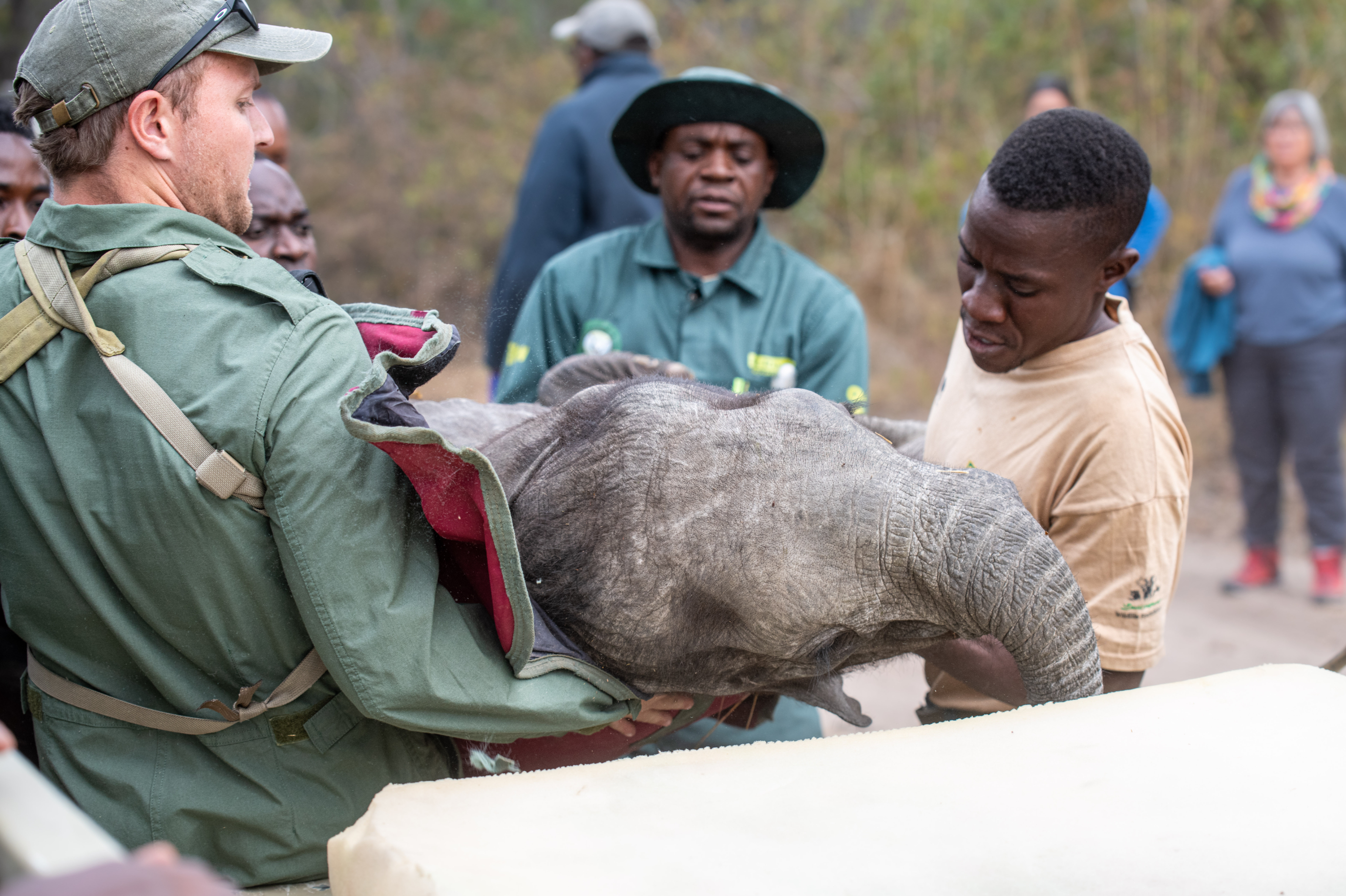 Hilf den Elefantenwaisen in Sambia! - 359484