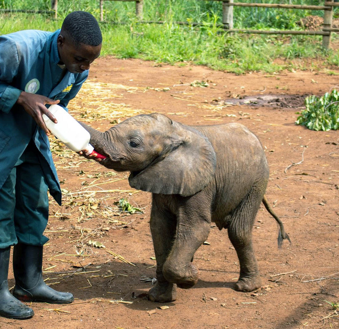 Hilf den Elefantenwaisen in Sambia! - 366915