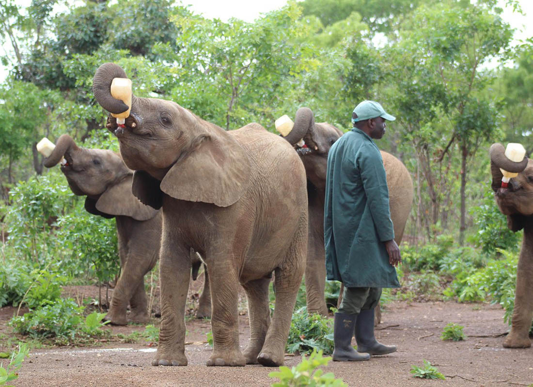 Hilf den Elefantenwaisen in Sambia! - 366916
