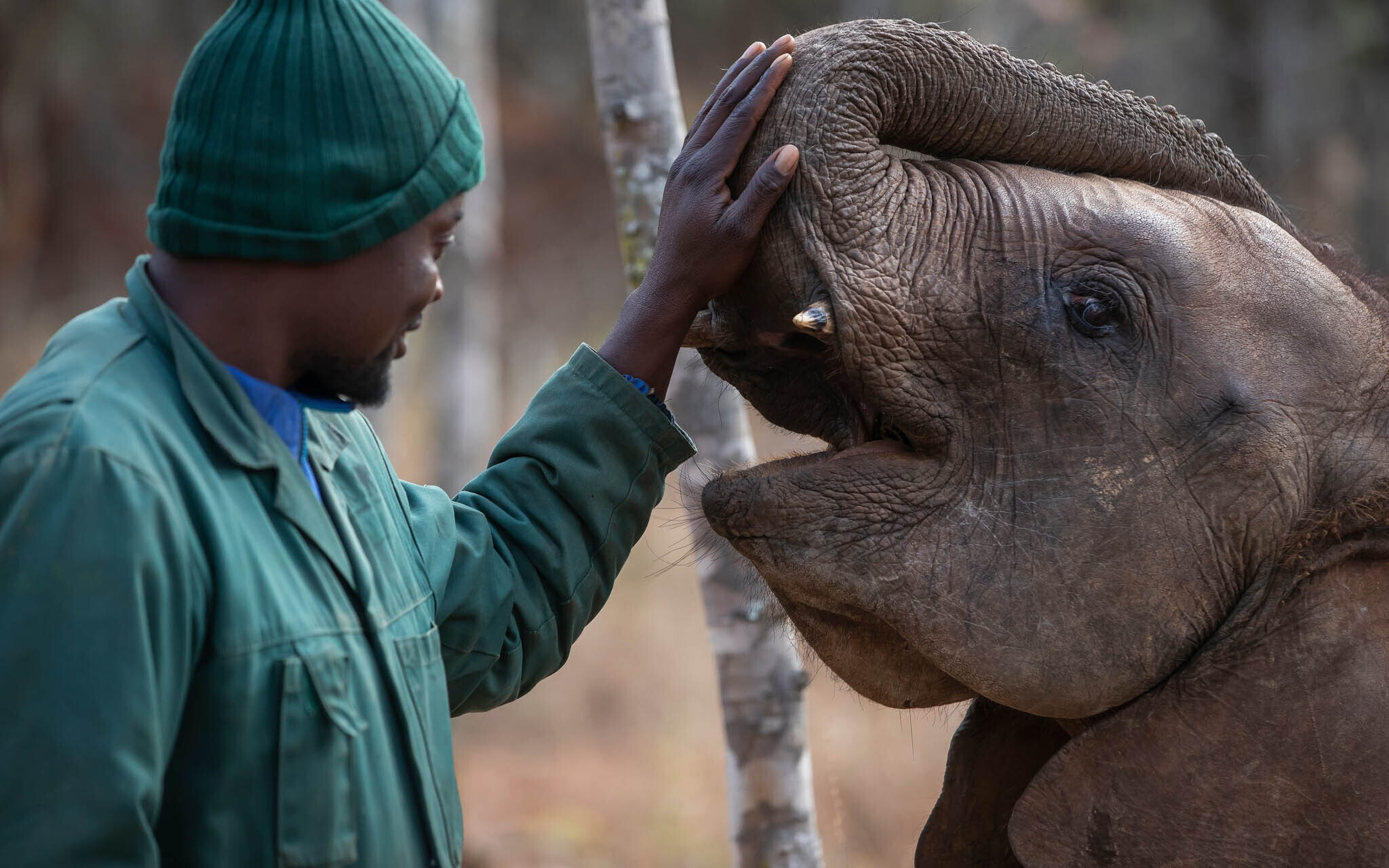 Hilf den Elefantenwaisen in Sambia! - 378289