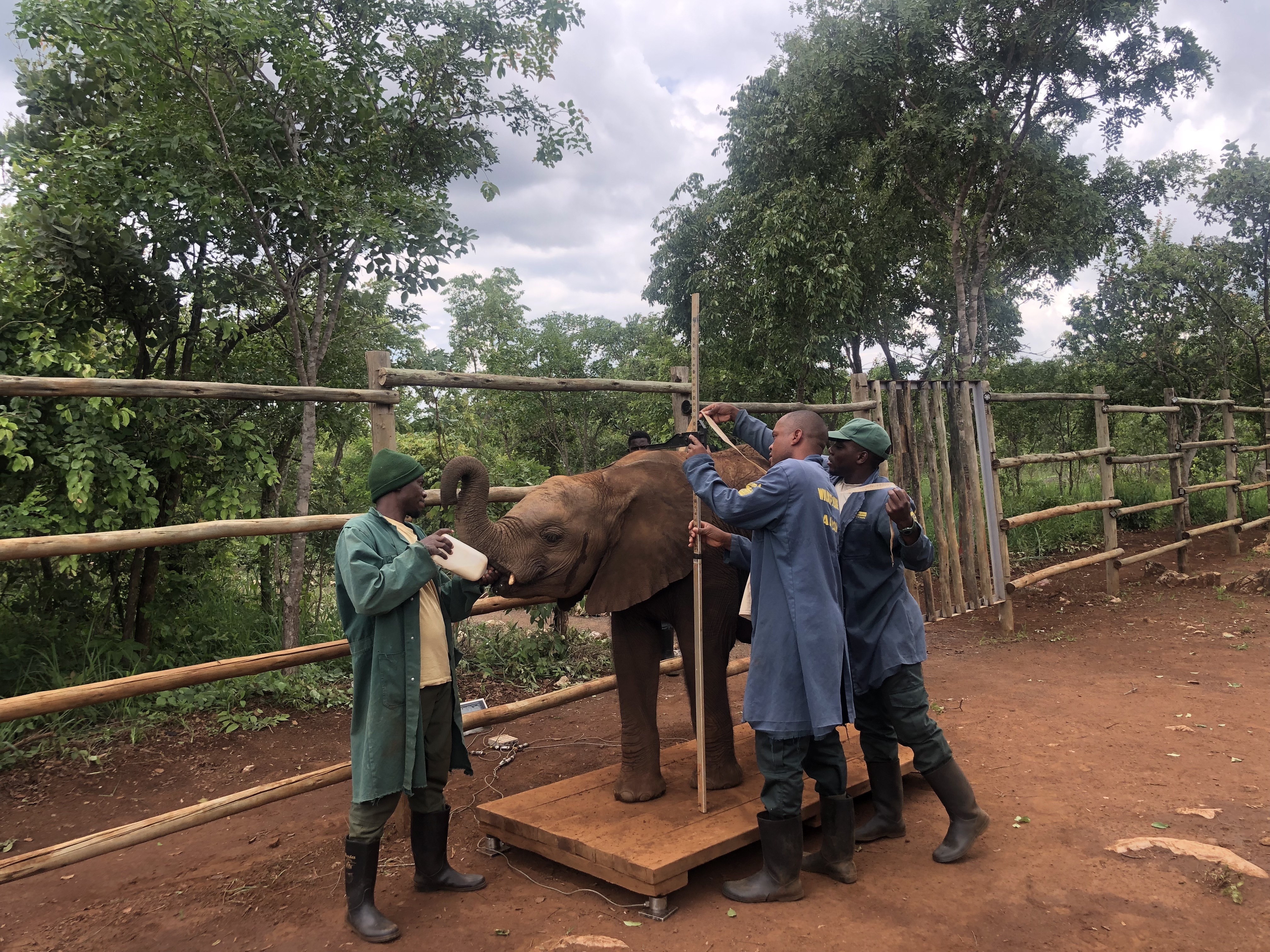 Hilf den Elefantenwaisen in Sambia! - 378295