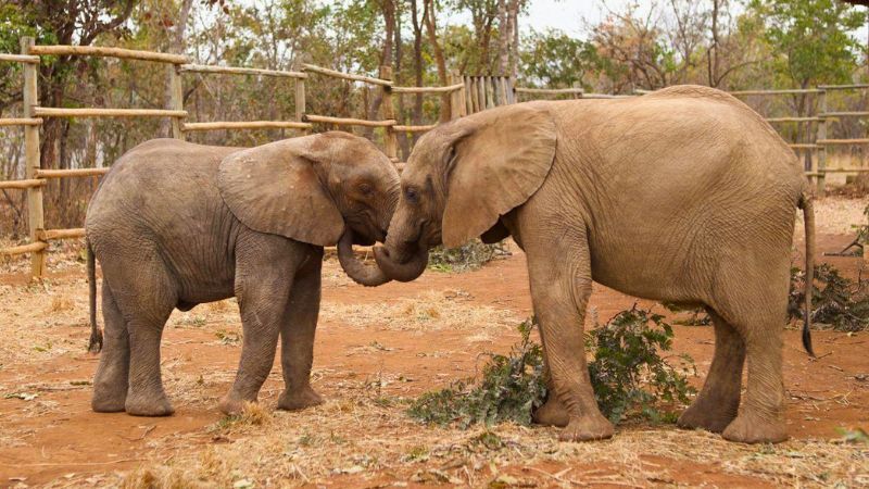 Hilf den Elefantenwaisen in Sambia! - 397345