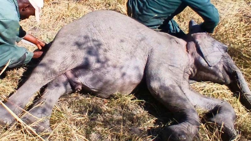 Hilf den Elefantenwaisen in Sambia! - 397346