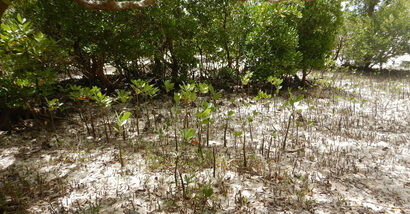 Bitte helft uns, Mangrovenwälder zu schützen und aufzuforsten!