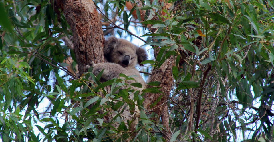 Bäume pflanzen, um Koalas, Kängurus & Co. Nahrung und Schutz zu geben