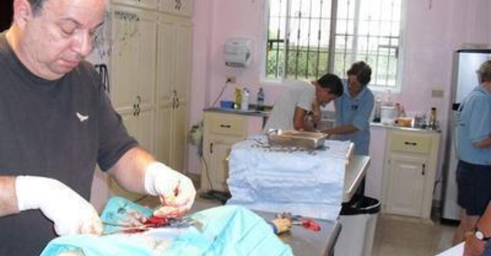 Original spay cheap clinic