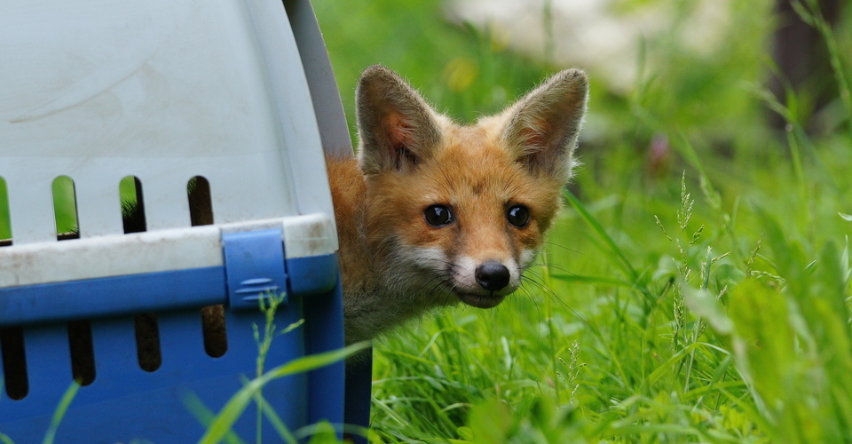 Wildtierschutz Deutschland e.V. - Wildtieren helfen