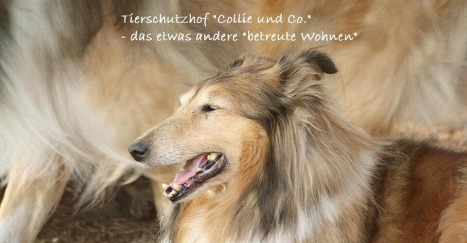 are collie dogs protective