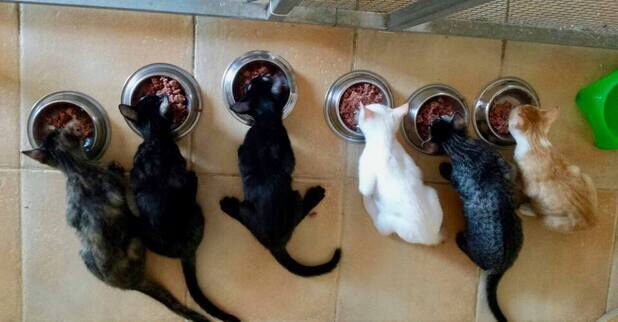 New Life 4 Spanish Animals - we are saving lifes of Spanish cats and dogs –  New Life 4 Spanish Animals . – 