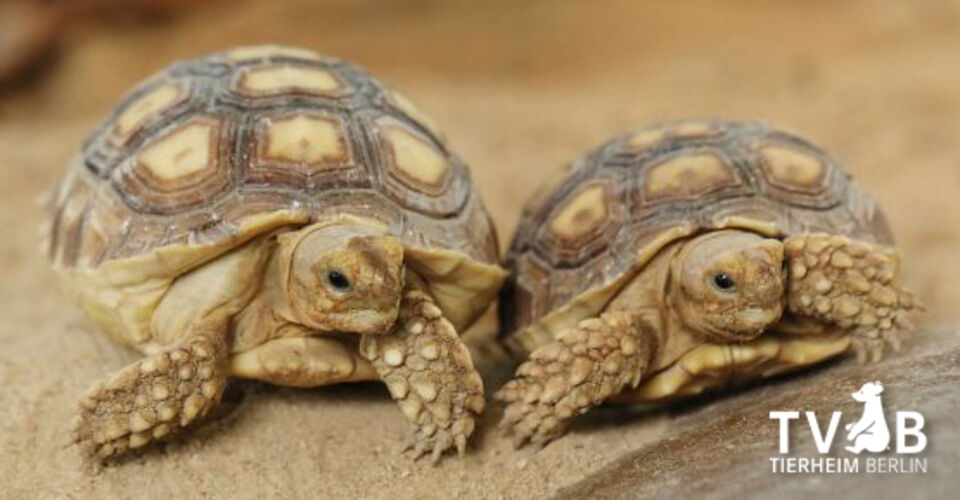 Vergesst uns nicht! Helft den Exoten des Tierheims Berlin!