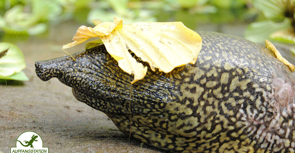 Unterstütze die Auffangstation für Reptilien!