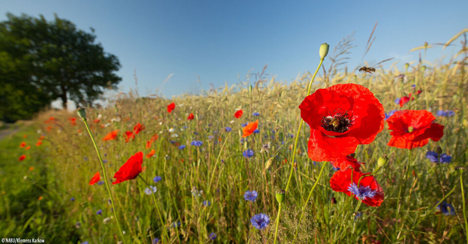Together with NABU protecting our nature