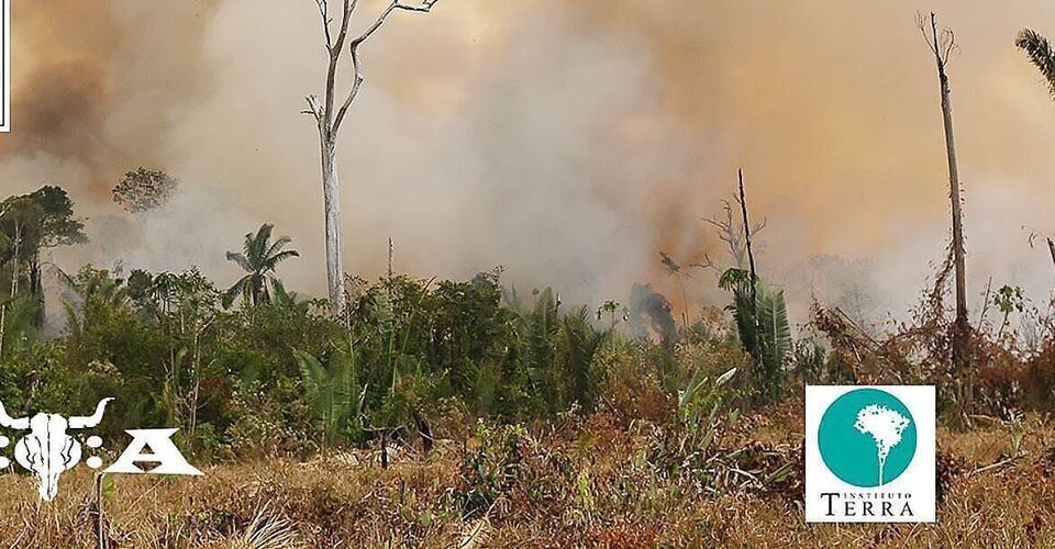 Help us to save the coastal rain forest in Brazil!
