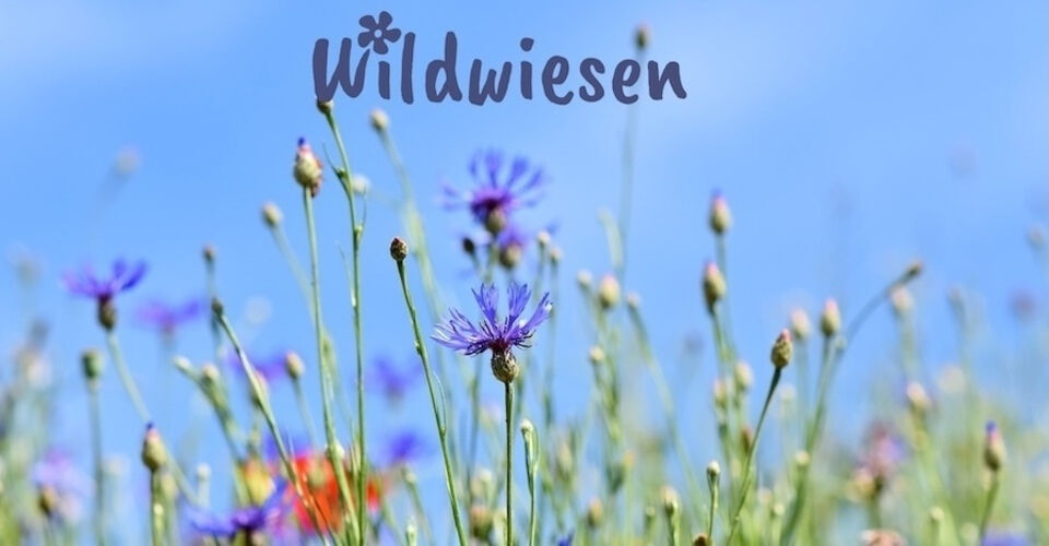 Mehr Wildwiesen im Frankfurter Westen!