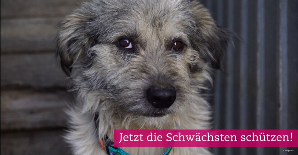 WTG Emergency Fund for Animal Emergency Aid in Major Crises