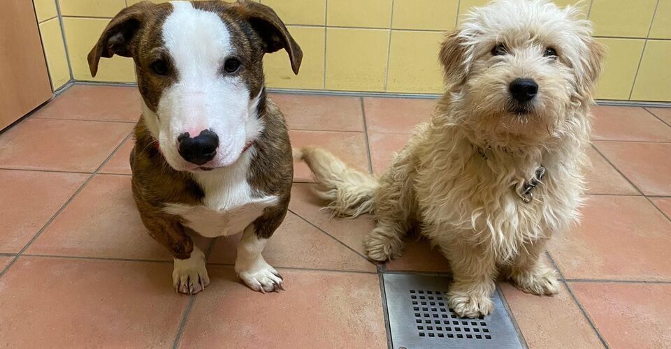 Supports the Tierheim Köln-Dellbrück and its Hungarian animals in need!