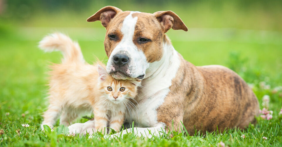 Emergency Fund for Pets and Owners in Need