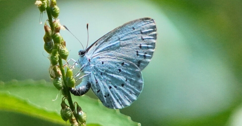 Gemeinschaftsgarten wachsenlassen: Wir fördern Biodiversität in der Stadt!