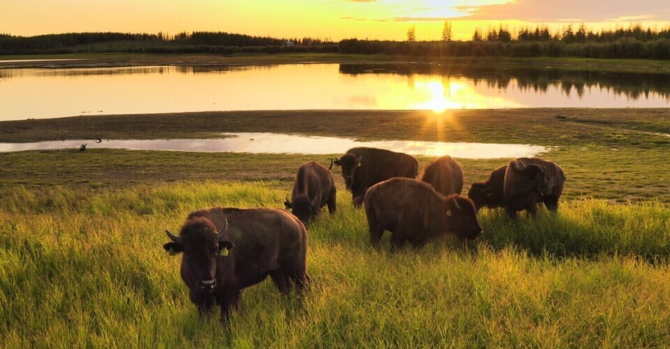 Tiere retten Permafrost - Wir schützen 90 Mio. t CO₂ Tiere retten Permafrost - Wir schützen 90 Mio. t CO₂