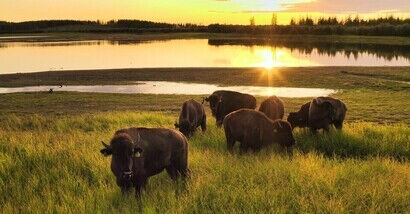 Tiere retten Permafrost - Wir schützen 90 Mio. t CO₂ Tiere retten Permafrost - Wir schützen 90 Mio. t CO₂