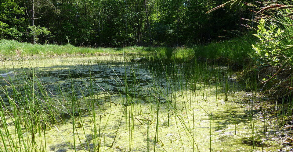 Spawning waters in the Perlacher Forst