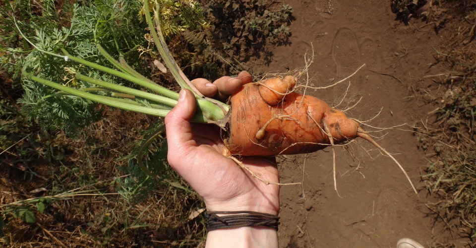 Agroforestry und Schulgärten in Kenia, Ngiya