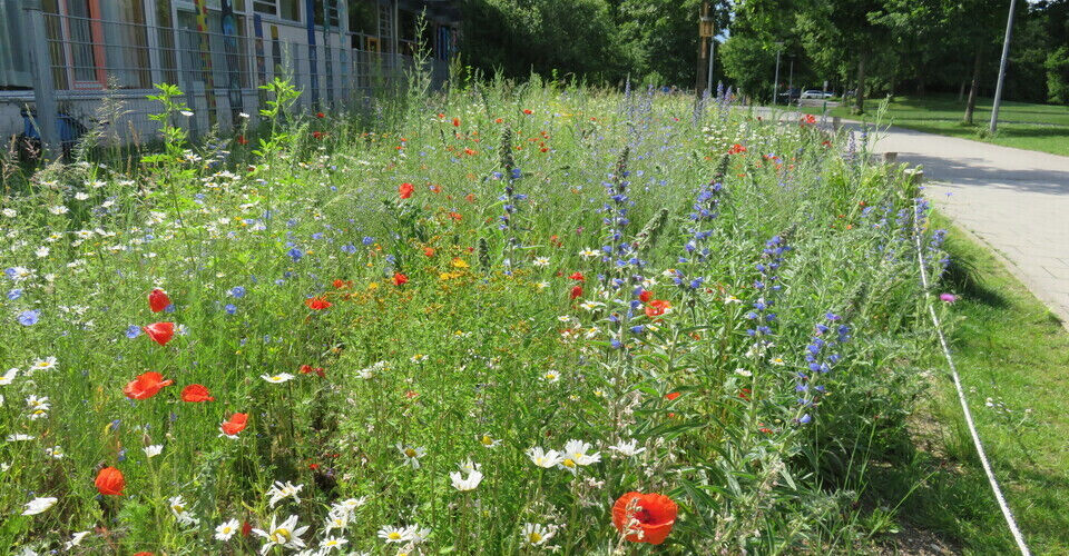 Flowering Areas - More Biodiversity for München