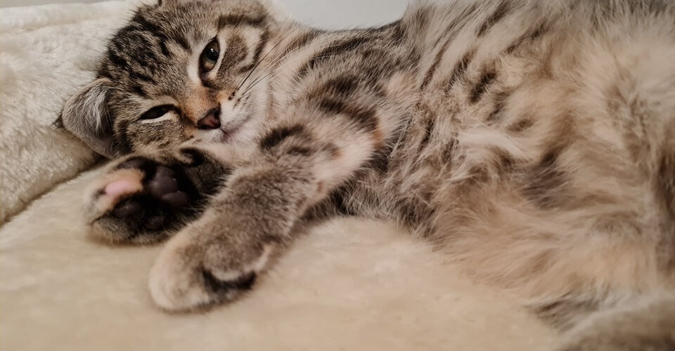 Care of our foster cats