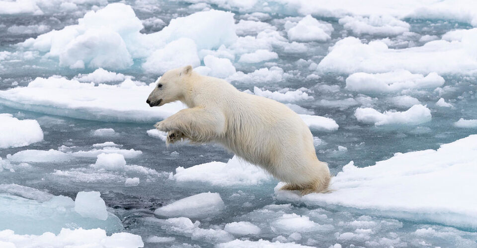 Bring the polar bears back onto the ice! Together we secure their survival!