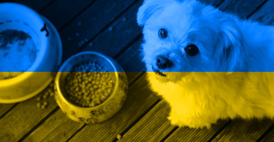 Help for pets from Ukraine